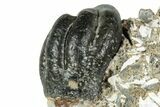 Fossil Desmostylus Tooth (Hippo-Like Animal) - California #241170-2